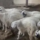 خرفان سمان نظيف للبيع