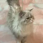 قطو شيرازي نظيف جدا مع حوض وتراب خاص