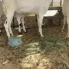 جفره بيشيه فاخره (تم البيع)