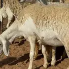 غنم مراح صنف حرش دفيع وضريع