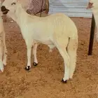 خرفان سواكن جبر فل شحم مرابي 4 شهور