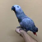 للبيع بغبغاء افرقي كاسكو اليف متكلم صغير محلل انثى جابو