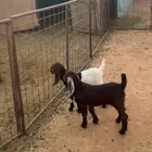 2 جفار طيبات