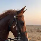 خيل