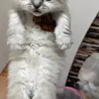 قطط للبيع