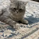 قط شيرازي