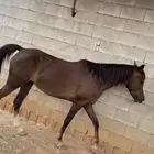 للبيع خيل النوع فرس دهماء ركوب وإنتاج