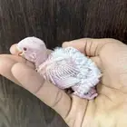 للبيع فرخين روز البينو بلد (( تم البيع ))