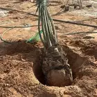 نخل للبيع منتج