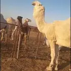 بعير طيب وانتاجه طيب