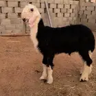 نجدي