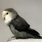 انثى روز للبيع