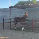 حصان شعبي ولد ميمون الصواري