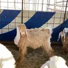 جفره ماعز