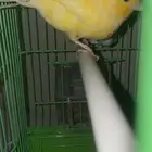 ذكر كناري تغريد