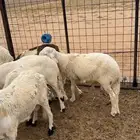 سواكن بيض