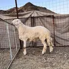 مشروع فحل مشروط