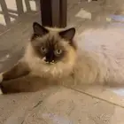 بس هامالايا