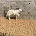 فحل حري طيب