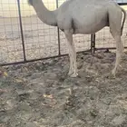 قعود