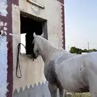 خيل شعبي