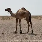 ركبي