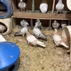 حمام زاجل ايس وكريمي