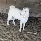 تيس عارضي