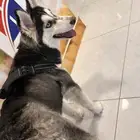 هسكي 5شهور 800ريال