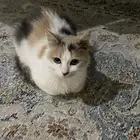 قطه تبني انثى