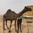 خلفه ثنو تحتها قعود االموقع رنيه