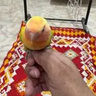 روز