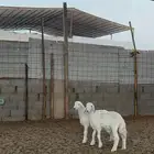 خرفان حريات