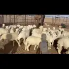 للبيع بهم حري