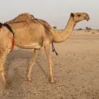 عشرا ضروبه طيبه ومنتج