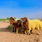 ذبايح نعيم مغلقه جذعان