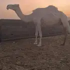 نياق عفر
