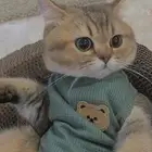 برتش شورت هير بيور للبيع