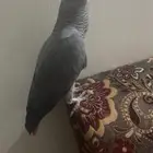 بغبغاء كاسكو للبيع