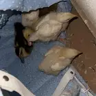 أربع فروخ دجاج وثلاثة فروخ بط