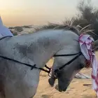 حصان واهو كفو