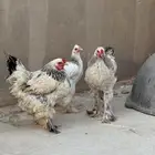براهما للبيع