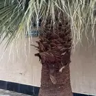 نخل امريكي للبيع