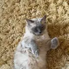 قط ل التبني