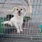 كلب شيواوا