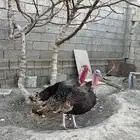 للبيع 2 ذكور رومي تب التب