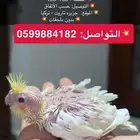 فروخ كروان غر