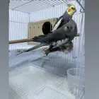 زوج كروان أليف منتج.