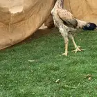 دجاجه فل هزاز مستوى بطل عمر 7 شهور