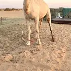 قعود اوضح فحل